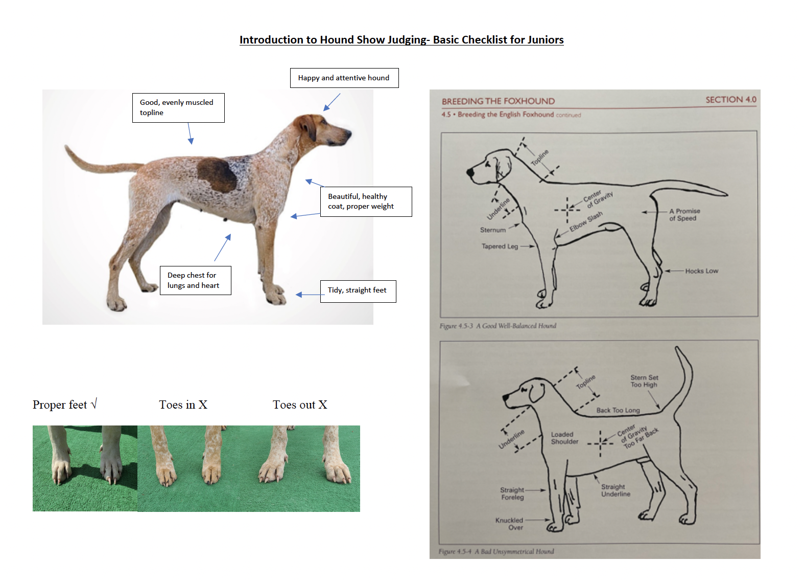 intro to hound judging screenshot