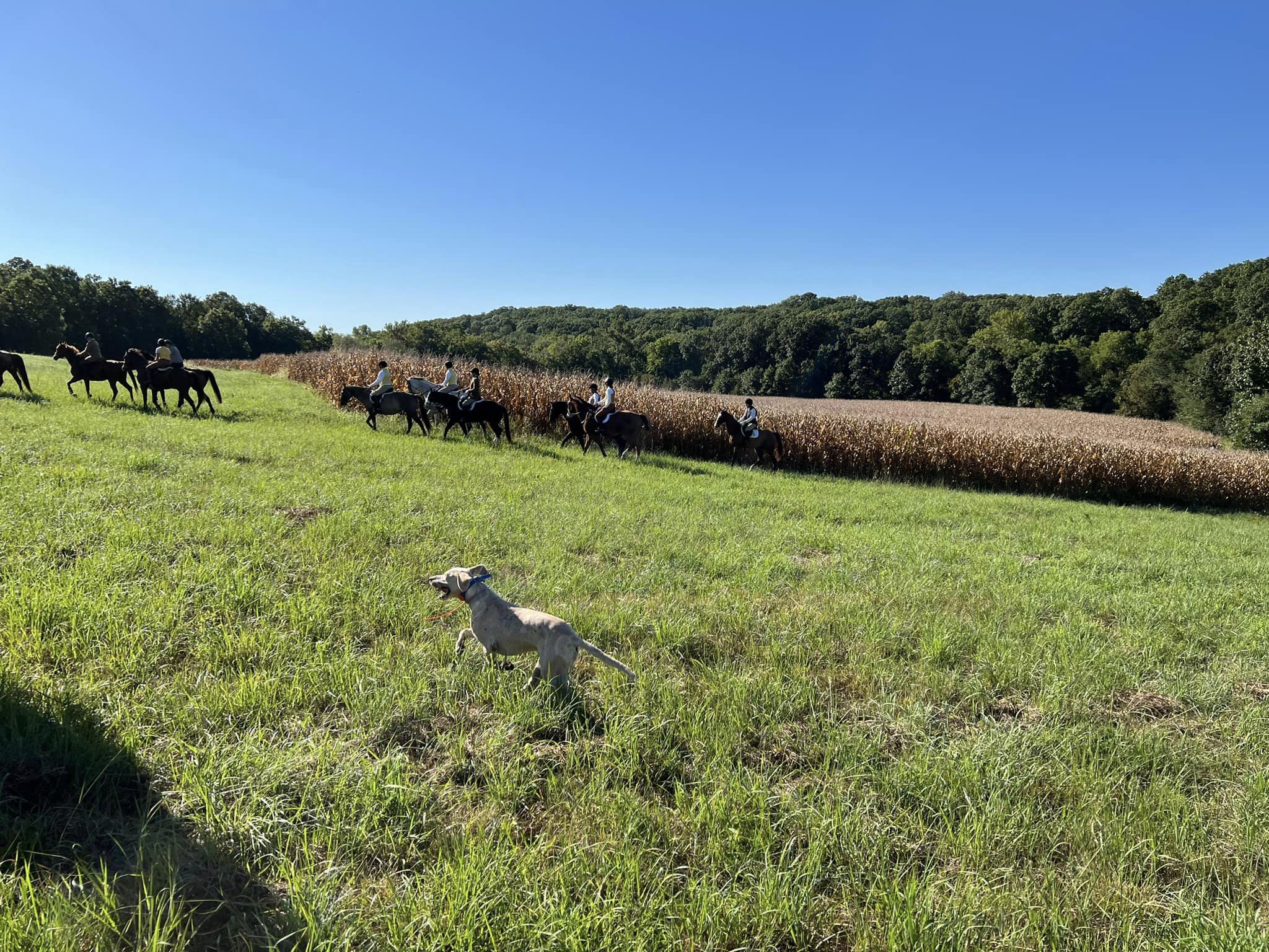 2024-autumn-opening-field-w-hound
